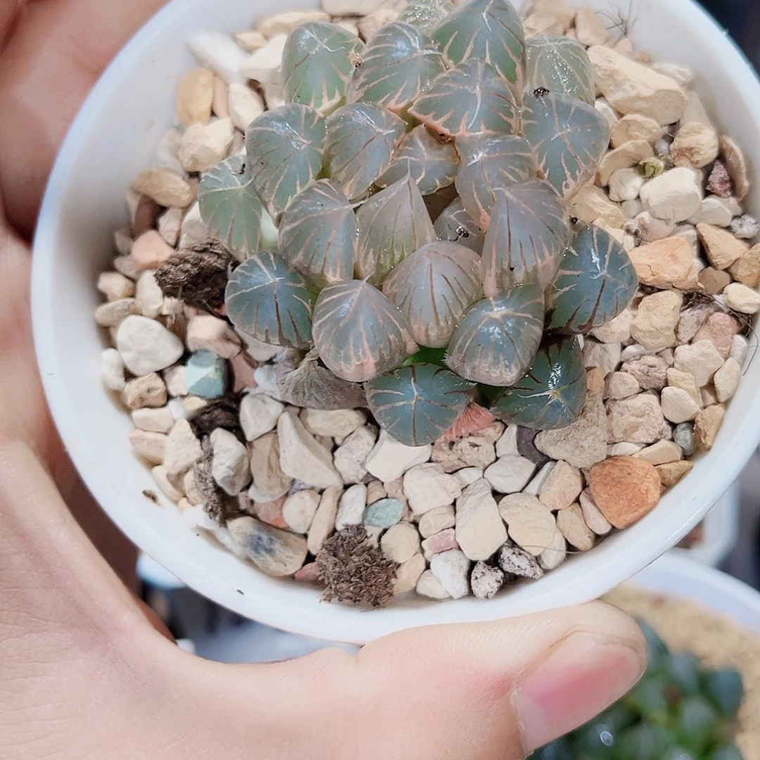 雨露锦系列新手好养