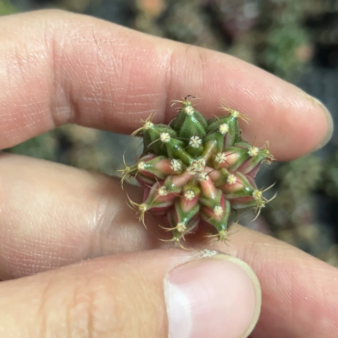 实生米哈锦脱土发货20