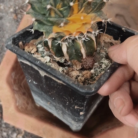 1208处理缺水的仙人球