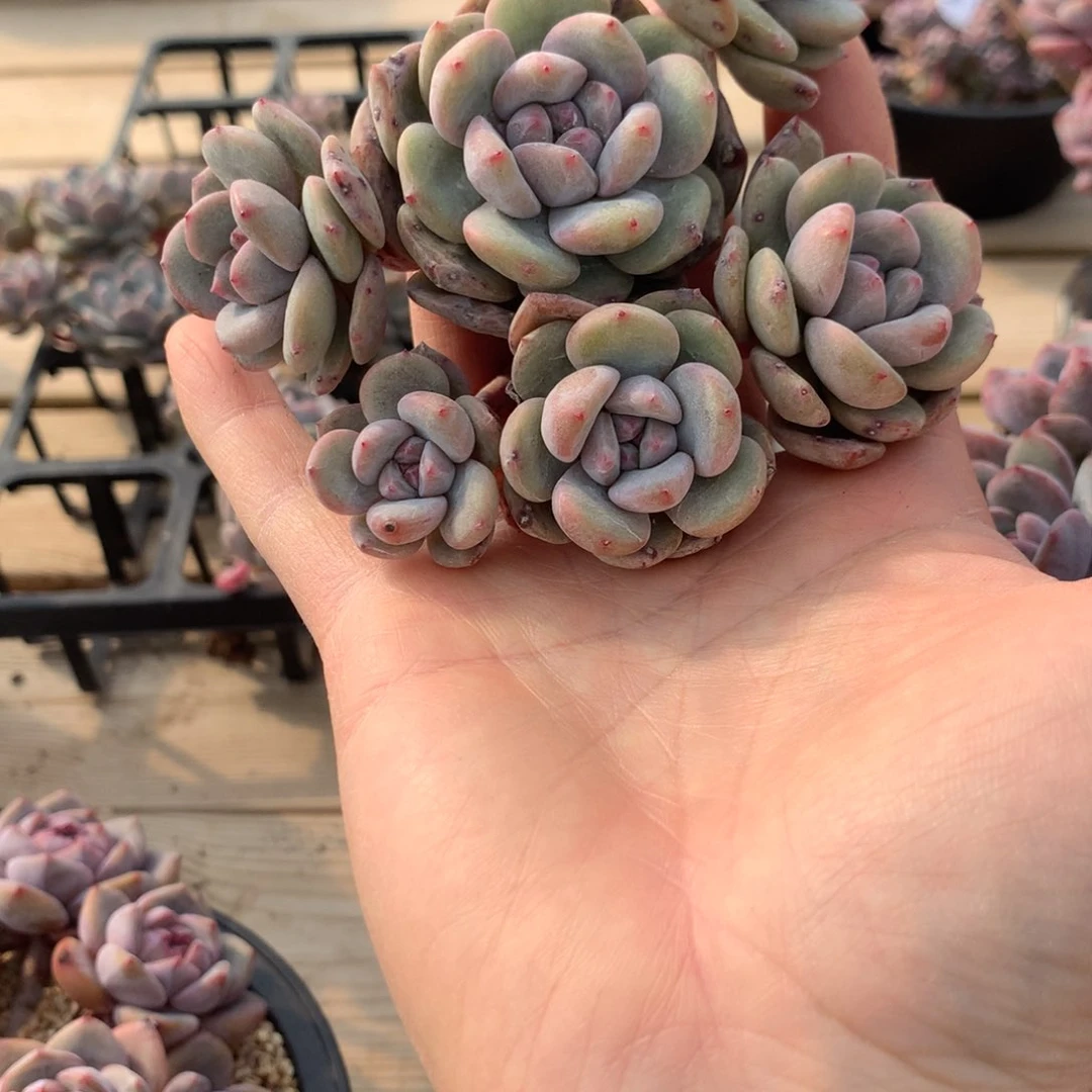 ?***园黑色乐园突尼斯发货多肉