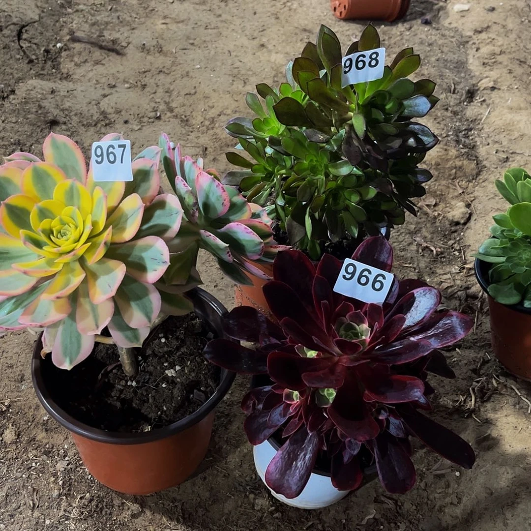 念*多肉植物一物一拍966 967 968