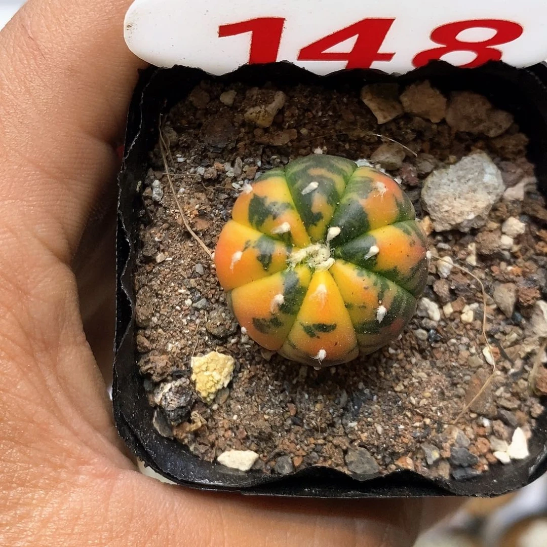 148福利特特价咯啦吧拉