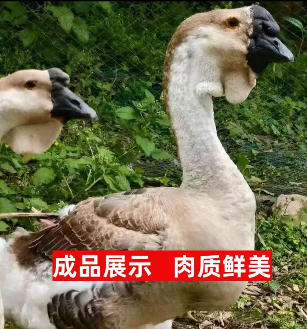 【12只】狮头鹅鲜美农家散养狮头鹅生鲜鹅掌包邮