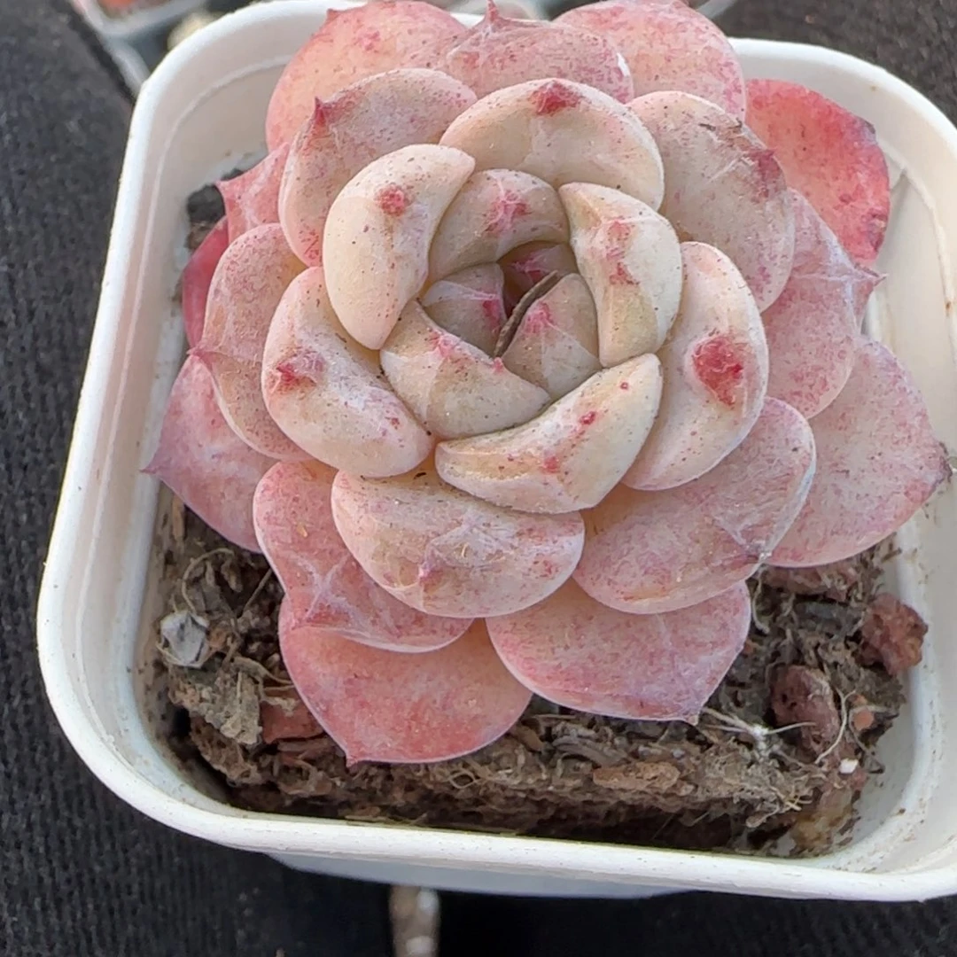 小卡拉米糖心一物一拍