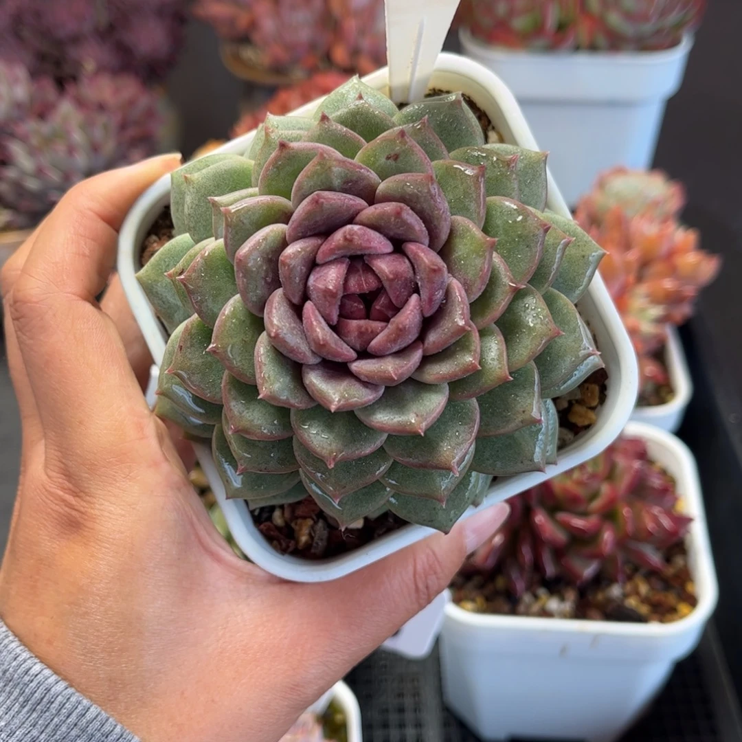 多肉植物0380 满30包邮