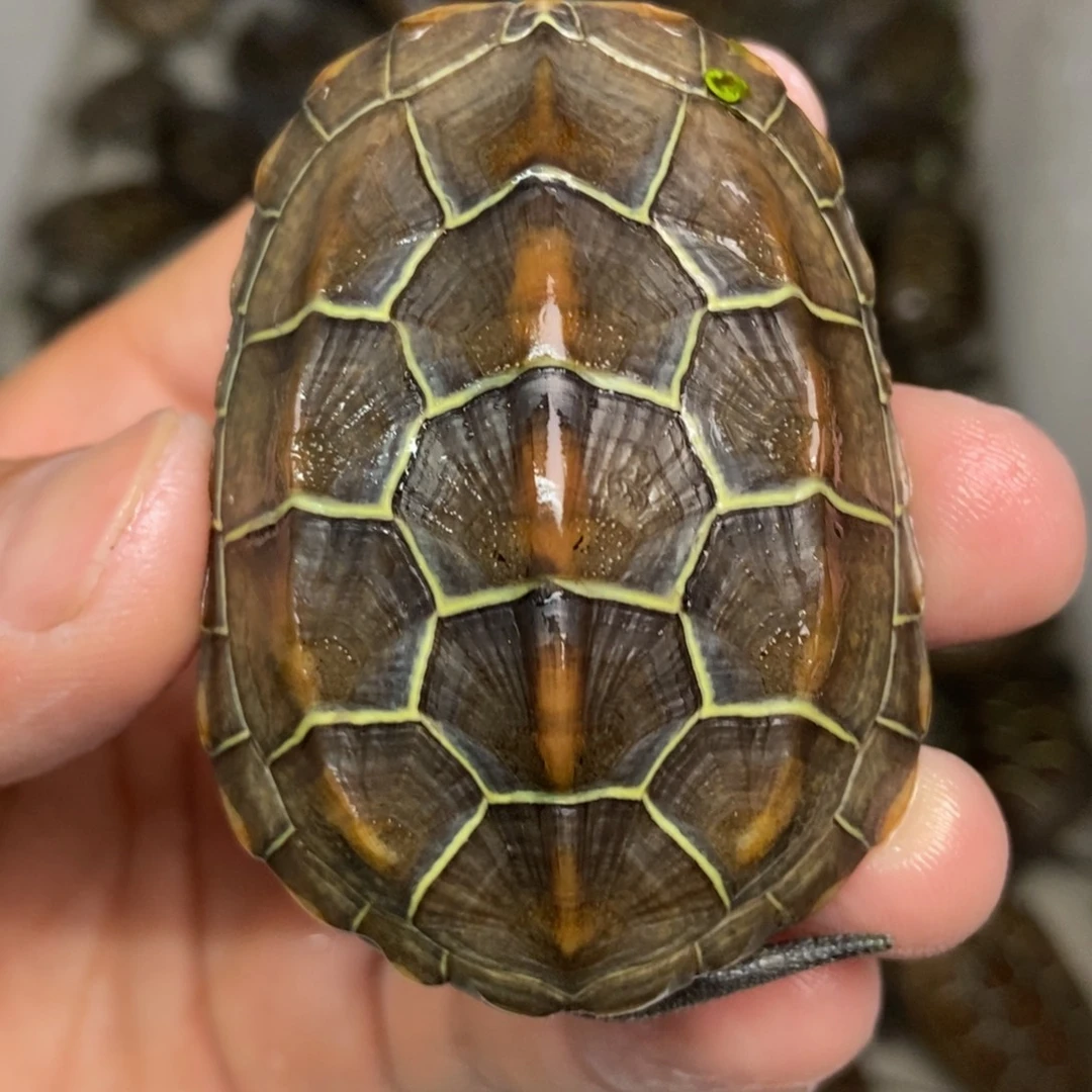 不分公母中华草龟