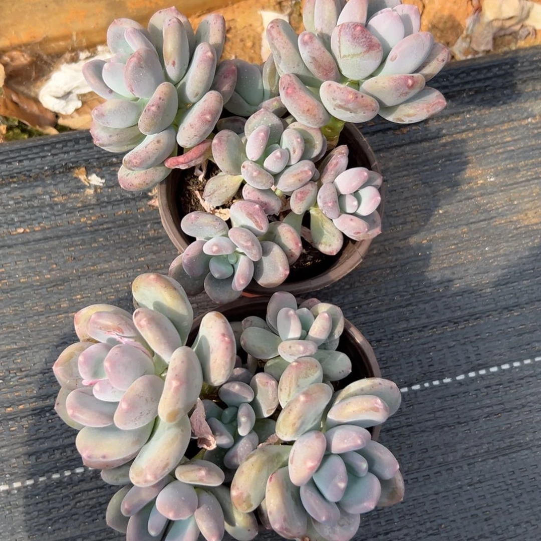 闪购2小群咖啡美人