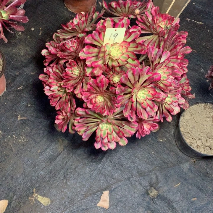 19红铜白多肉一物一拍