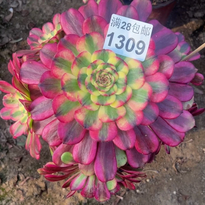 1309舞天姬多肉植物