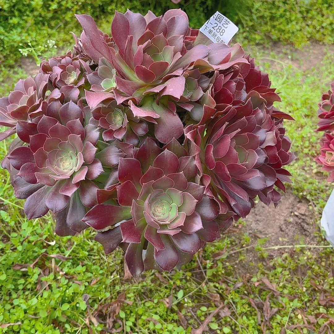 红玫瑰老庄多肉植物288