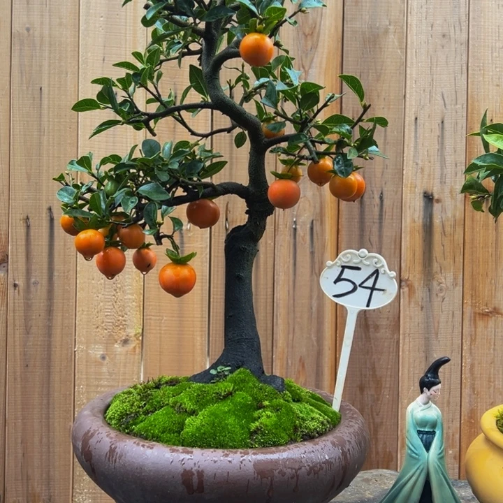 以实际为准金弹子盆景一物一拍