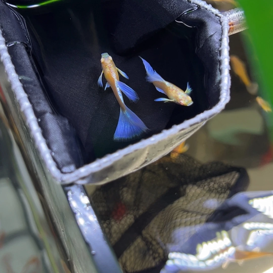 孔雀鱼紫白飞船3对