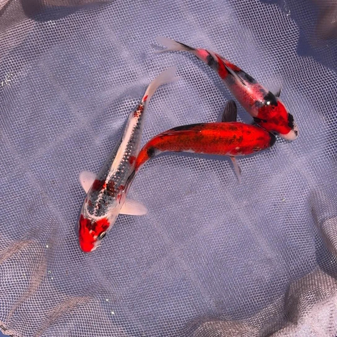 锦鲤精品锦鲤大放漏