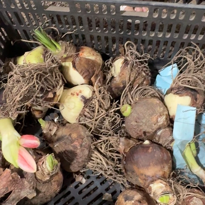 闪耀7cm直径花后无售后