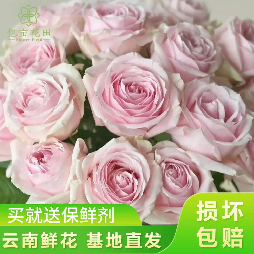 粉红雪山玫瑰10支【全店任意2件发顺丰京东】云南家用新鲜鲜花直发