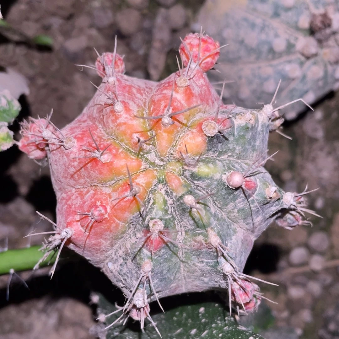 杨***球全部花朵粉钻牡丹 仙人球开花