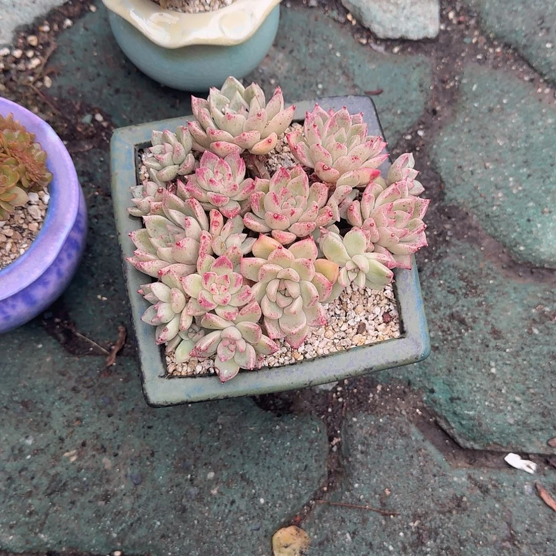 油漆桶带盆多肉植物