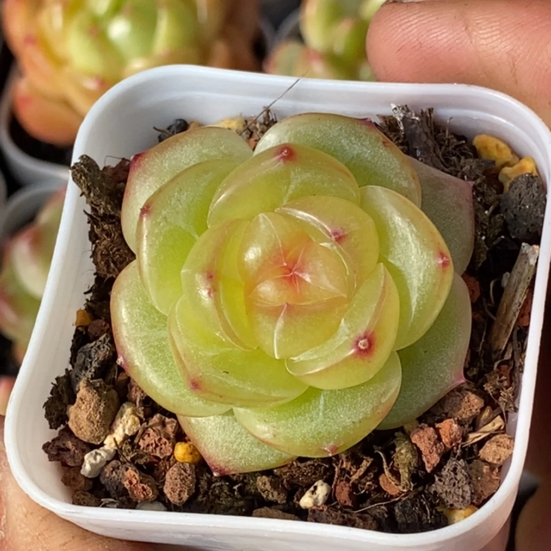 天官赐福百无禁忌