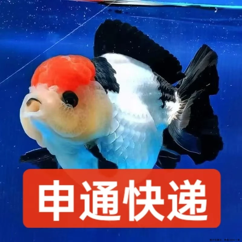 精品国产玛丽观赏鱼金鱼观赏鱼好养耐活直播链接