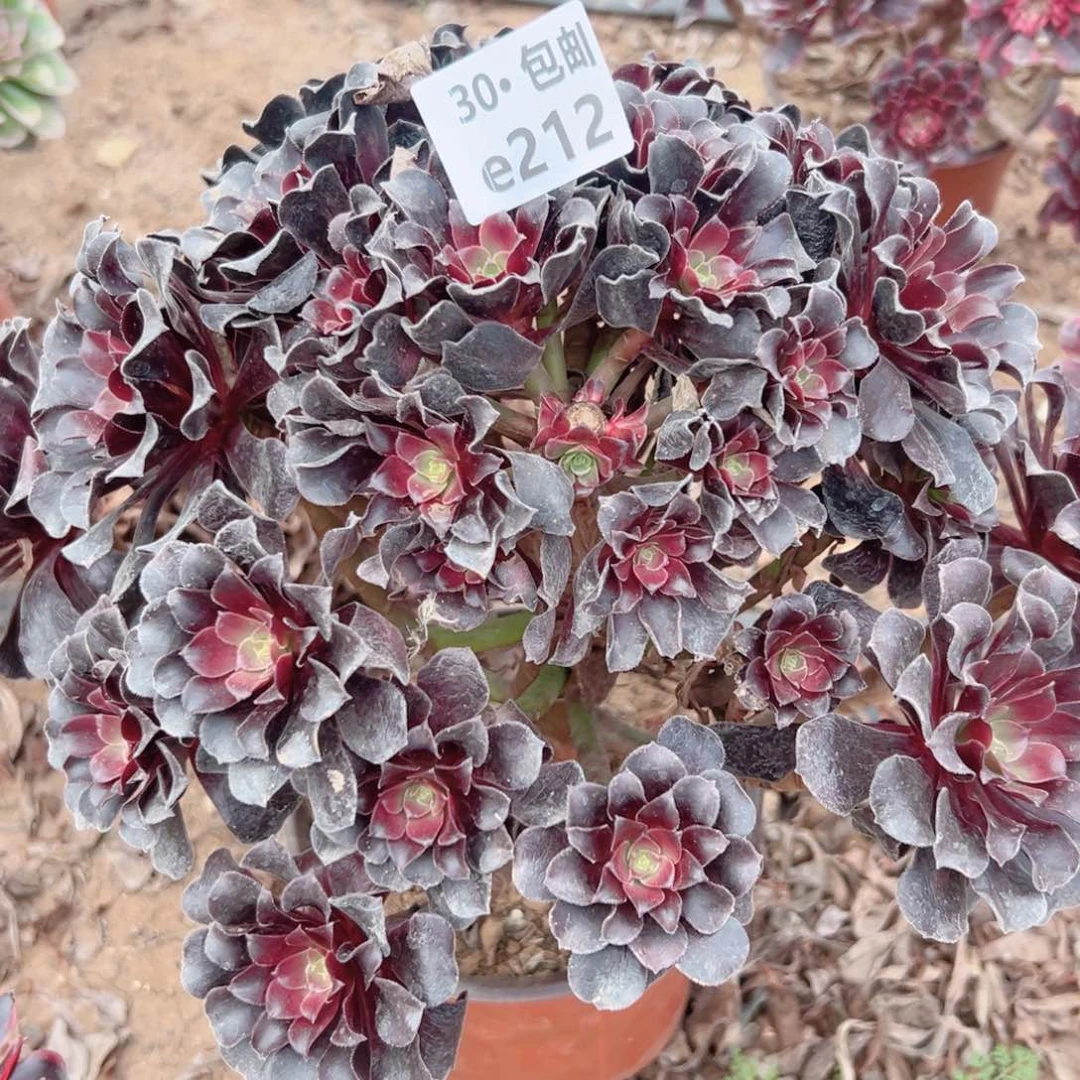 知***乐212欧紫处理多肉法师