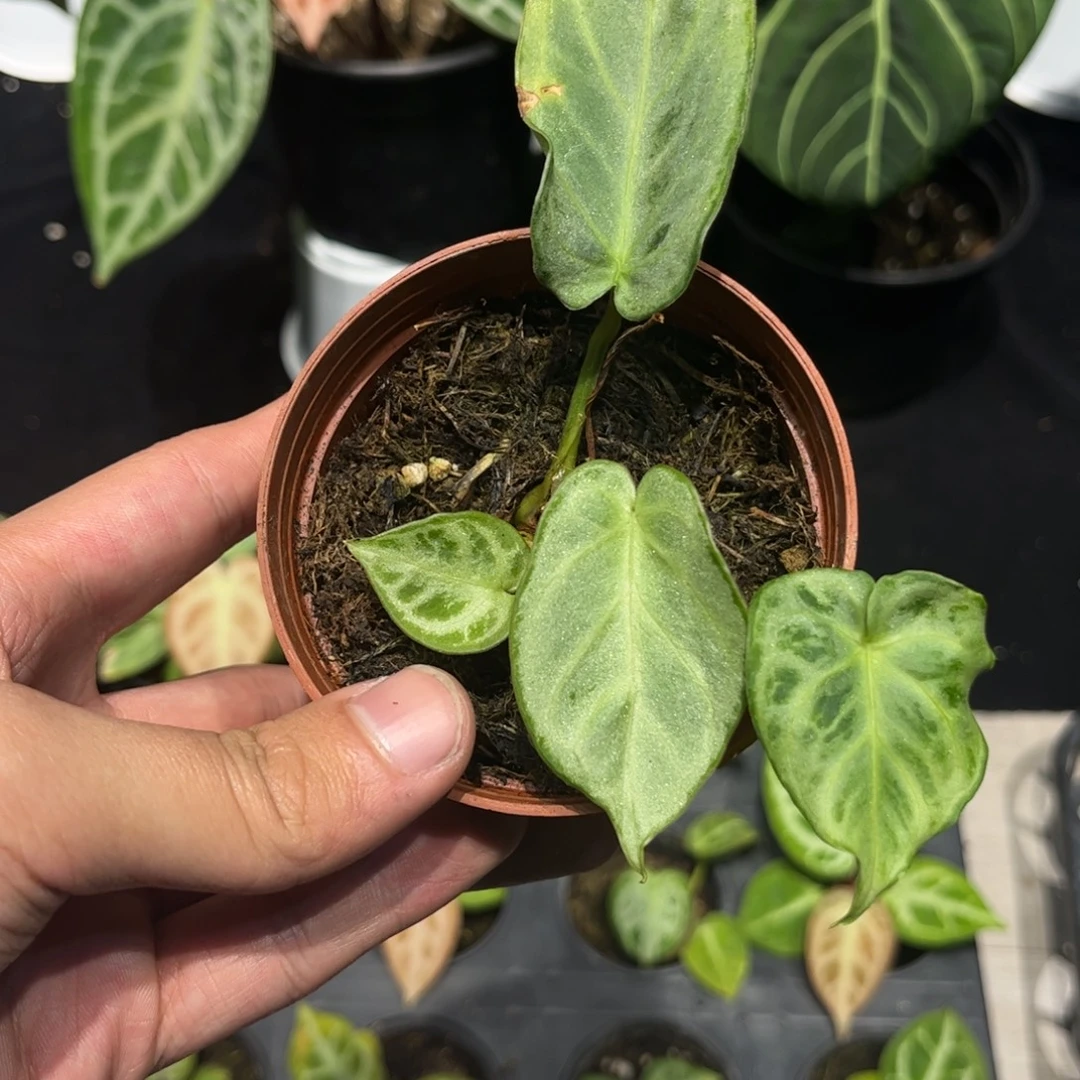 不开花植物银色面纱