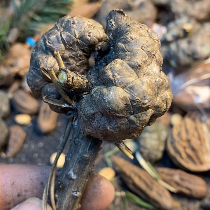 文玩核桃吊坠娜姐344