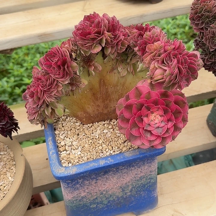 法师多肉植物缀化
