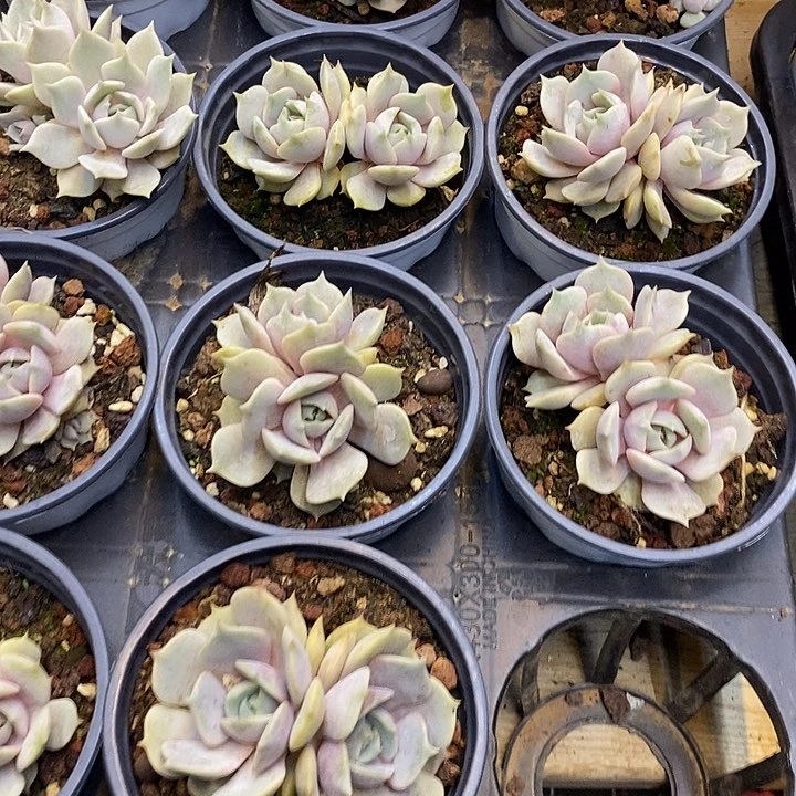 双头露娜莲福利多多