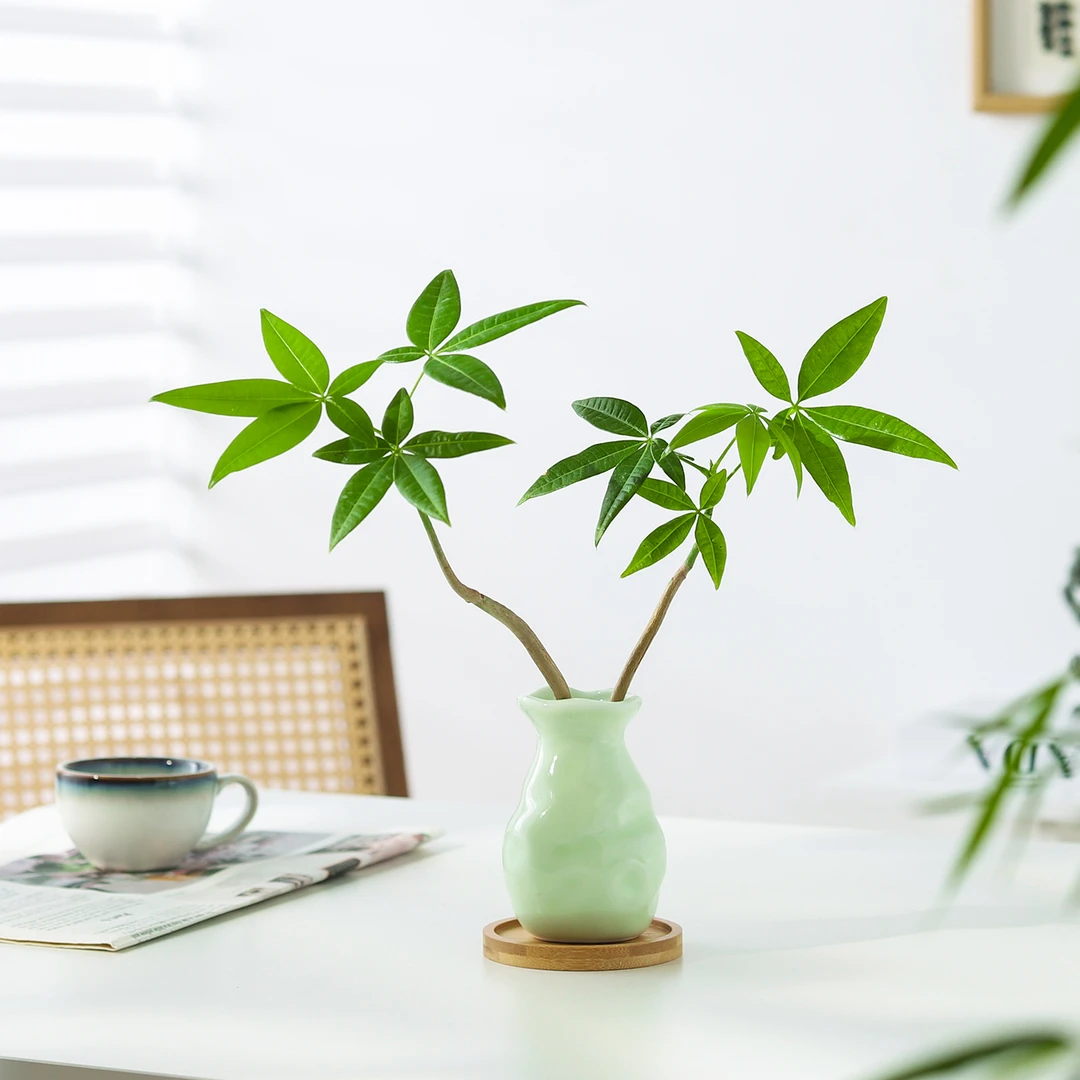 发财树小盆栽花卉水培植物客厅桌面绿植室内四季招财树办公室好养