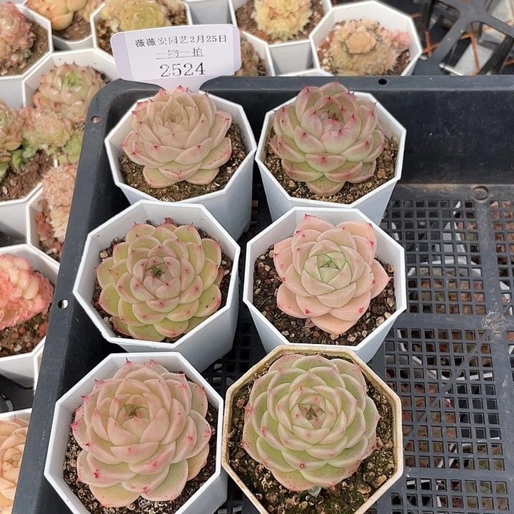薇薇安园艺多肉2524