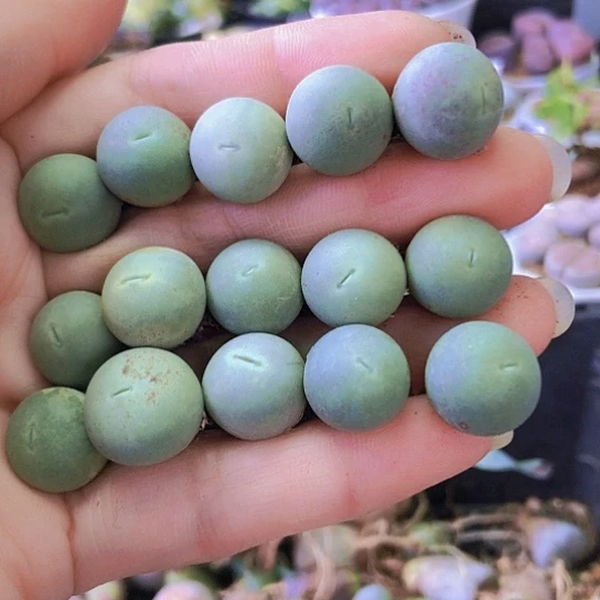 无花朵1175，鸽子蛋1.3厘米左右15颗