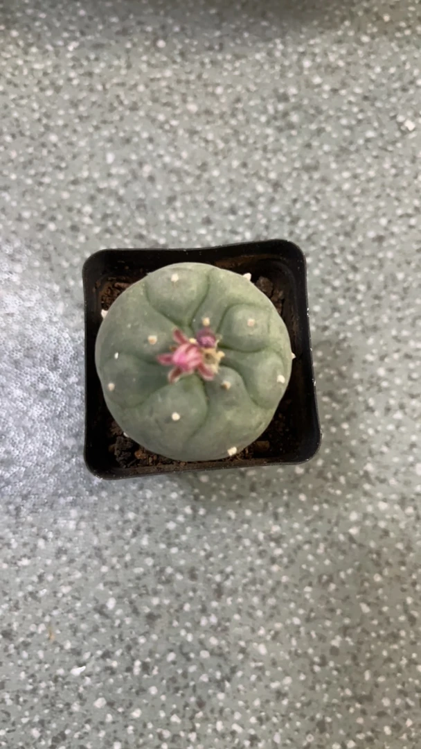 红花鱼 实生仙人球，直径4厘米