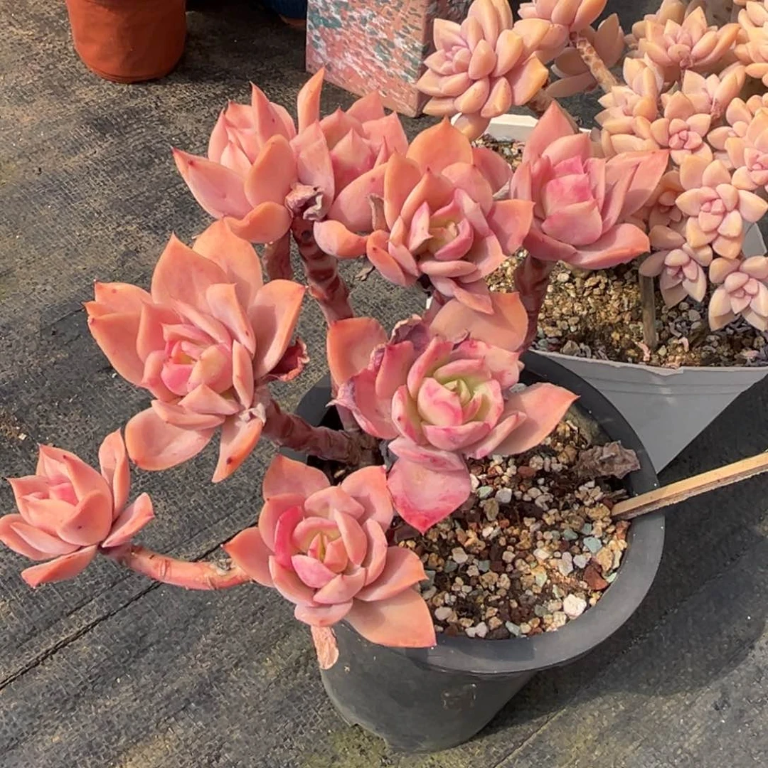 微****暖小雨多肉初见乔伊