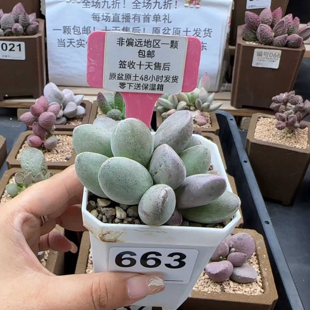 663仙桃多肉植物