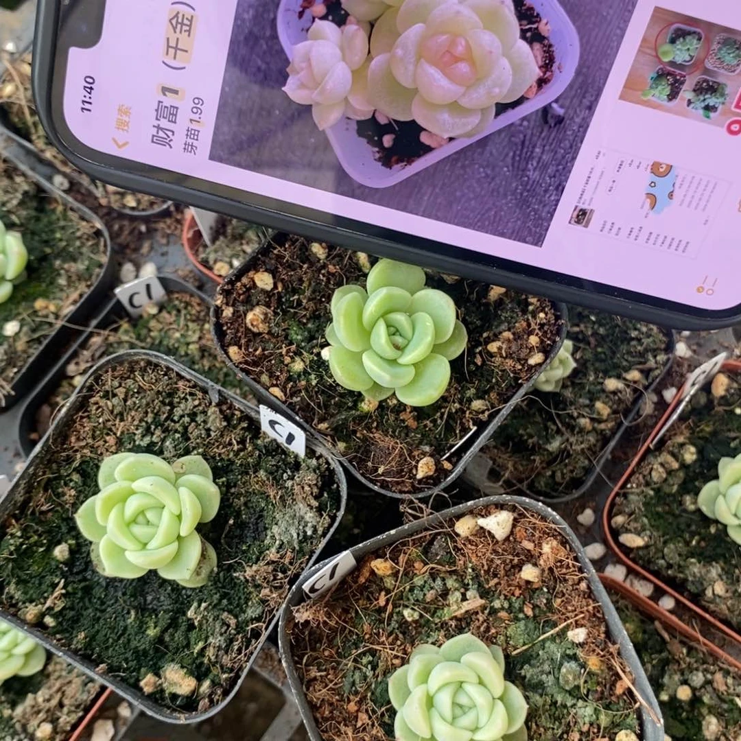 上盆财富1小苗一个多肉量拍