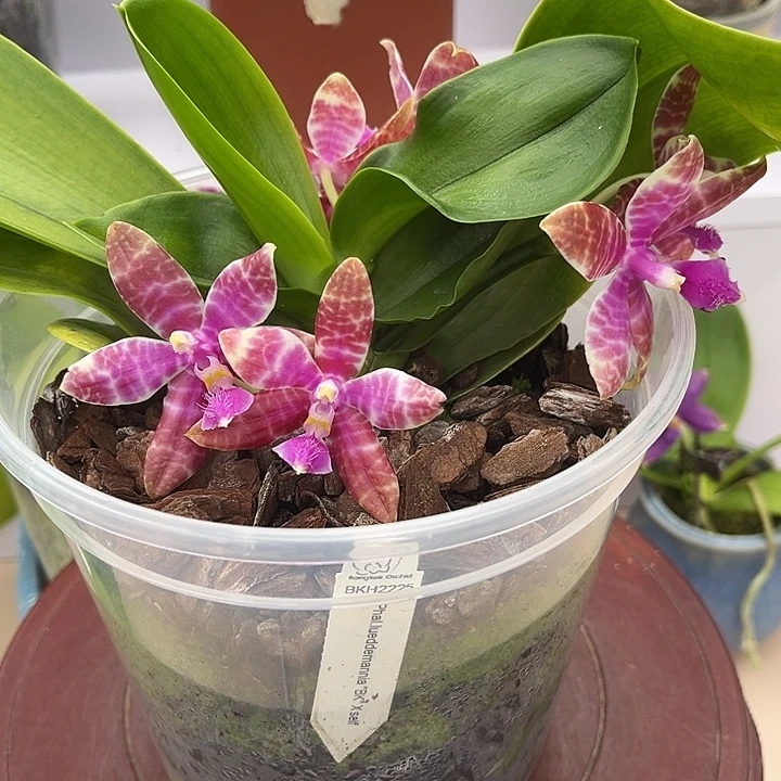 完全开放4.5寸杯BKH红路德