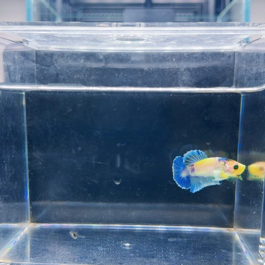 斗鱼活体观赏最好养耐活