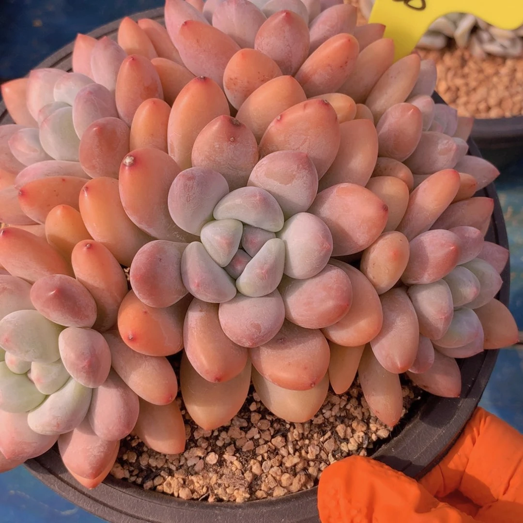 我家的小可爱们都好可爱啊