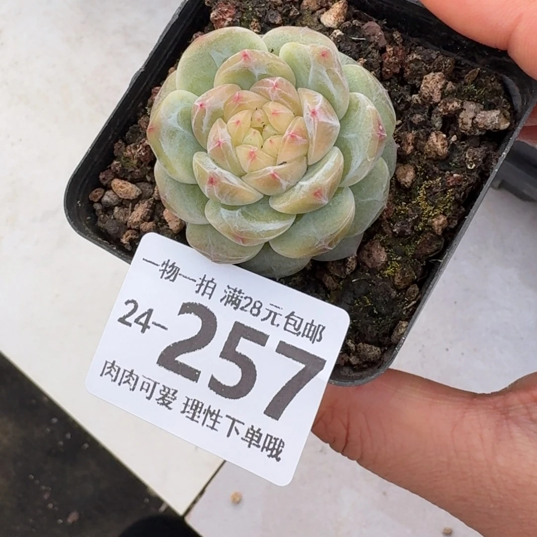 玉钻无盆土发货无