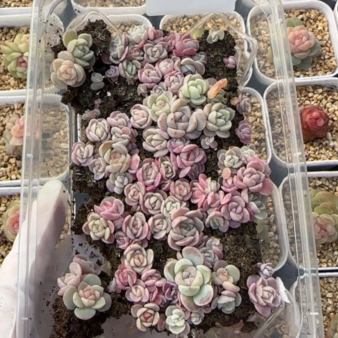 525 王者系列珍妮一盒