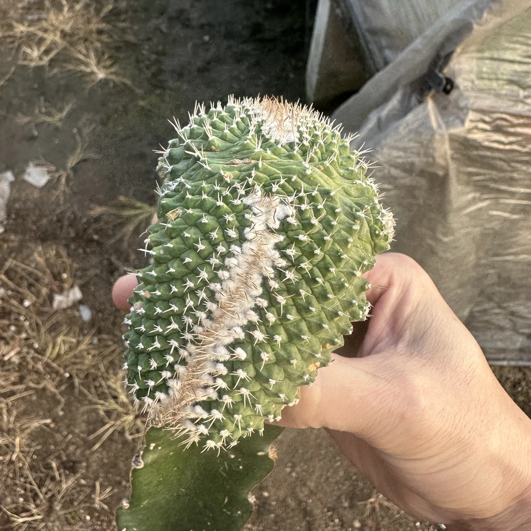 仙人球直播综合链接实生菊水缀化带柱子