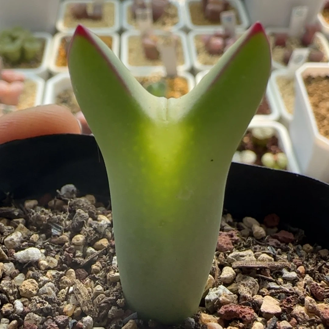 【闪购商品】0907嘟嘟将