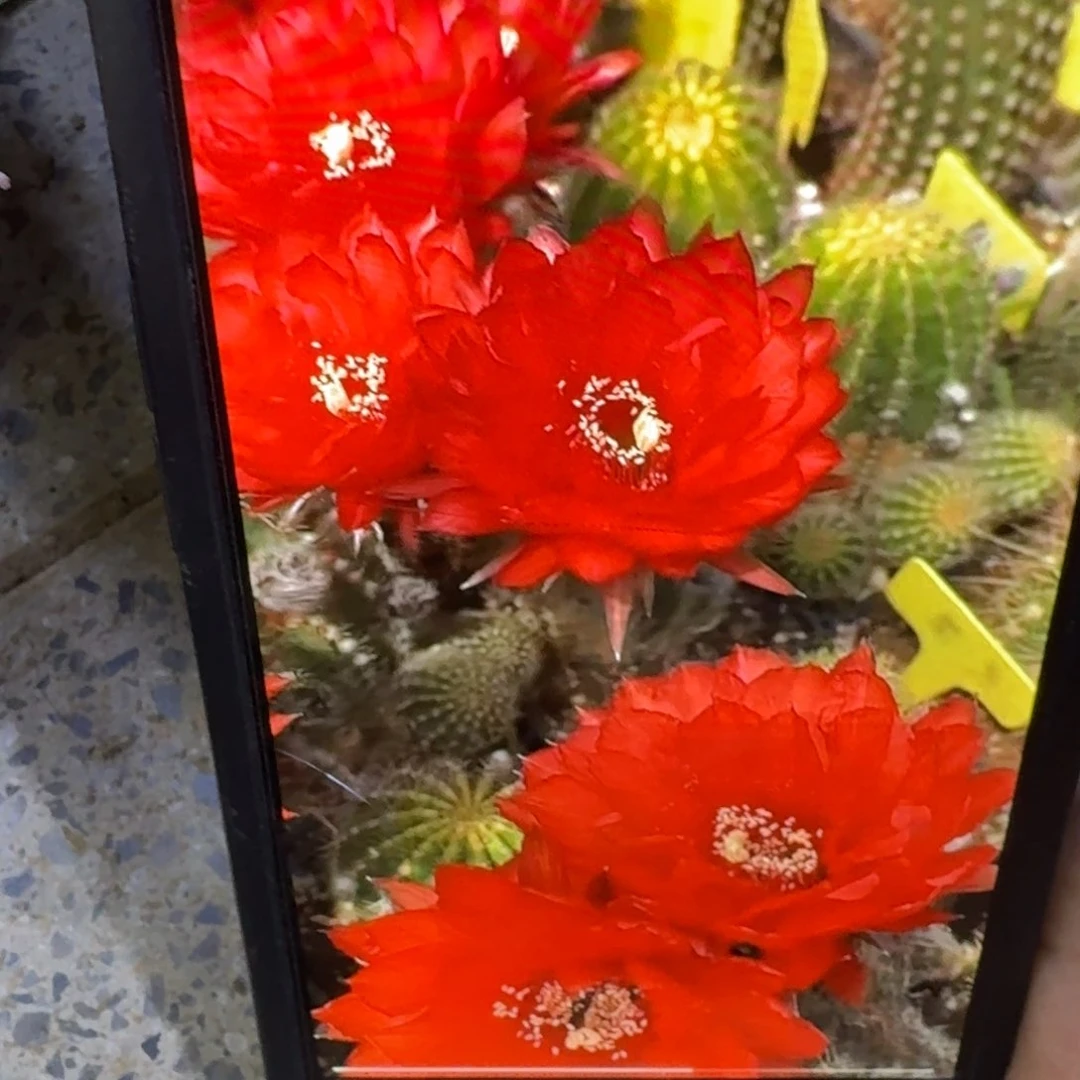 59彩草胭脂歪4公分左右无根侧牙，20包邮