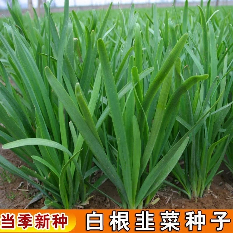 白根小葱韭菜香菜青菜种子四季播种阳台庭院多次收割易种种植蔬菜