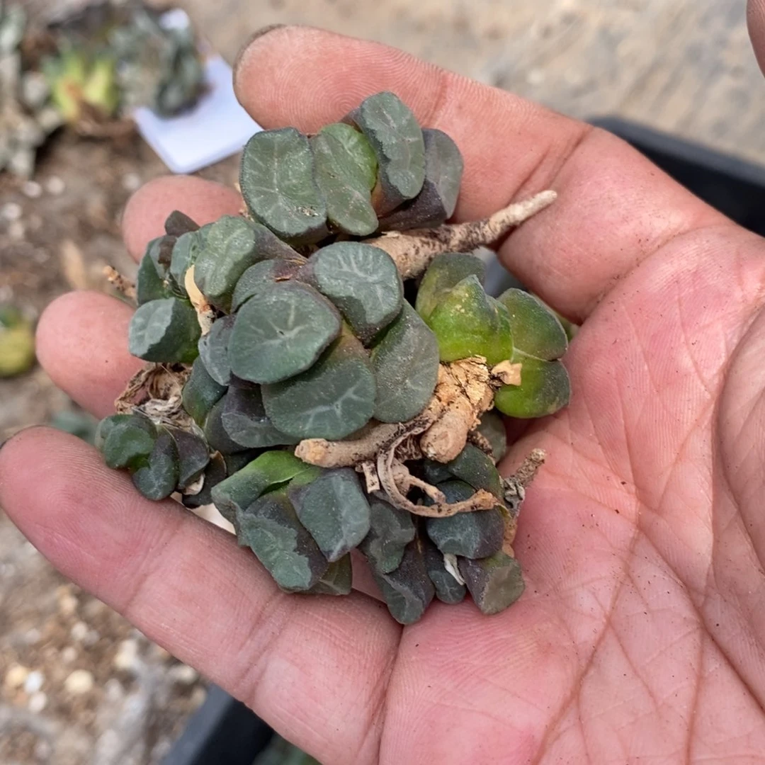 21110  一颗小鼻嘎短腿武大郎万象。超级福利