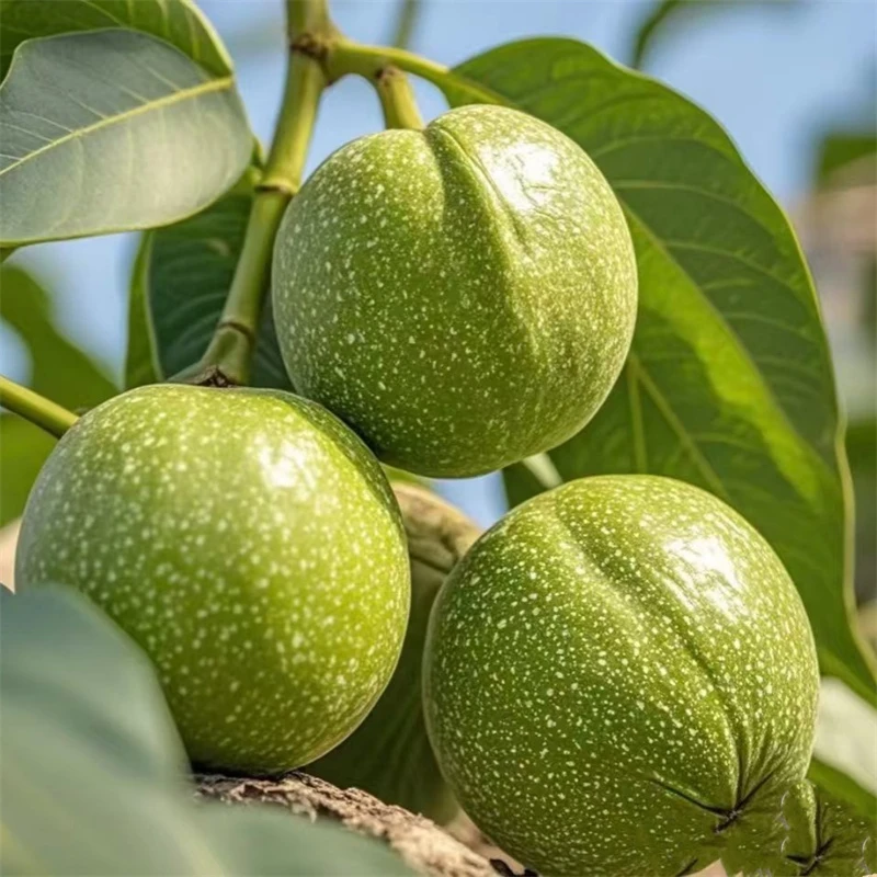 核桃树苗美国碧根果树苗嫁接苗核桃苗长寿果当年结果南方北方种植