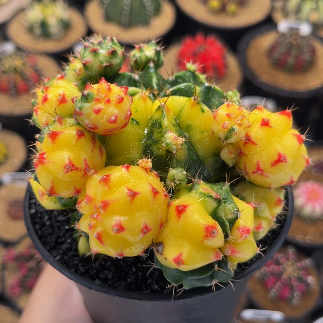 烈焰小红唇群生 米哈仙人球