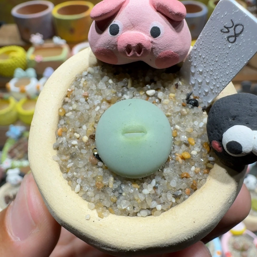 蘑菇1389红嘴多肉植物