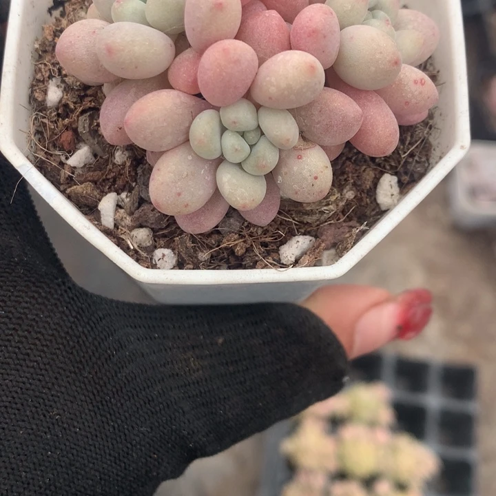 鱼子酱 （不满9.99发空盆冷地区不拍保温扣3.9多肉）