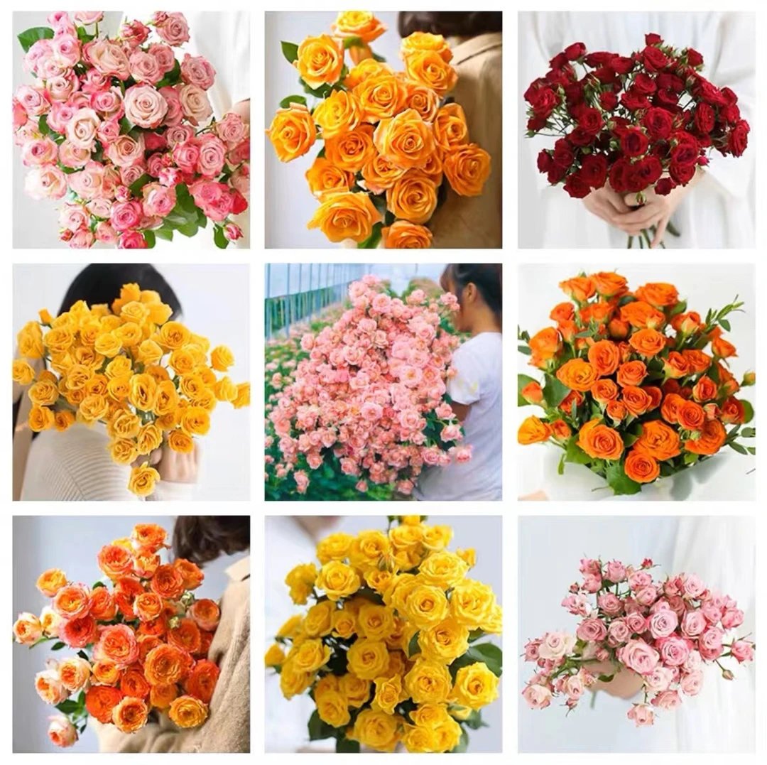 【随意色】多头玫瑰家庭水养鲜花 云南鲜花基地直发10%运损不售后